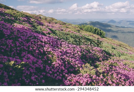 Glade mountain flowers. Sunny day in good weather. Carpathians, Ukraine, Europe. Color toning. Low contrast. Instagram effect