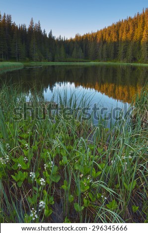 Lake in the mountain forest with flowers in the water. Morning landscape in the summer. Vertical layout. Carpathian Mountains, Ukraine