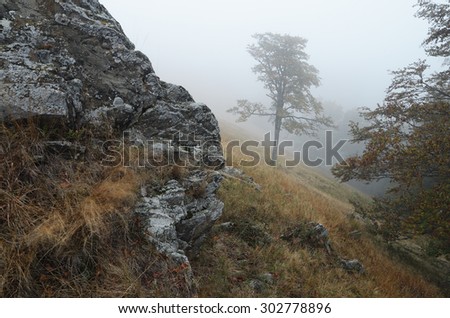 Lone tree in the fog. Autumn landscape in the mountains with rocks and woods. It\'s a nasty day. Carpathians, Ukraine, Europe