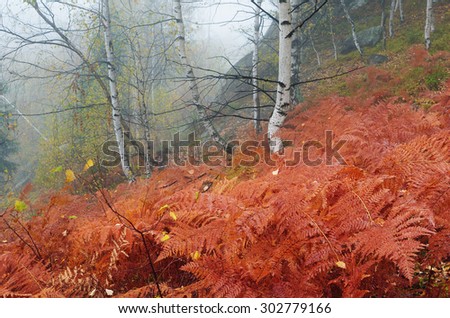 Autumn landscape in a birch forest with fog. Red leaves of a fern. Foggy day. Carpathians, Ukraine, Europe