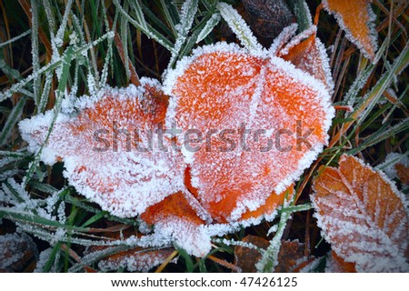Aspen leaves in the frost