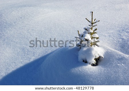 A little fir-tree is in snow-drifts. A picture is done in mountains Carpathians, Ukraine.