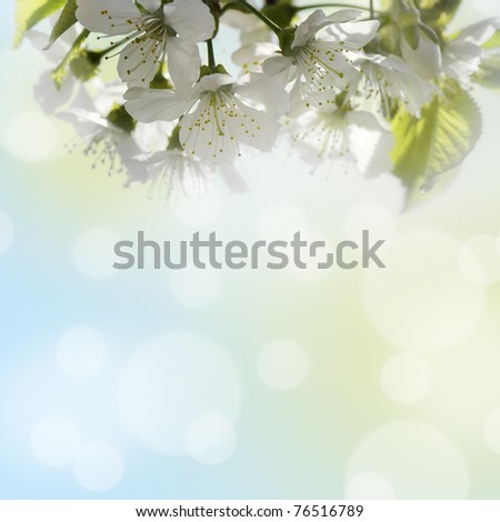 Natural background for design with a blossoming branch of a sweet cherry