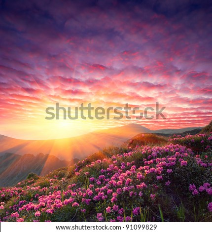 Spring landscape in mountains with Flower of a rhododendron and the sky with cloud
