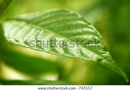 A green leaf suitable for a shallow depth of field background.