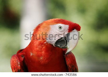 Scarlet Macaw. A cheeky parrot looking right at the camera.