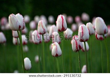 Multicolor tulip bulbs in a garden