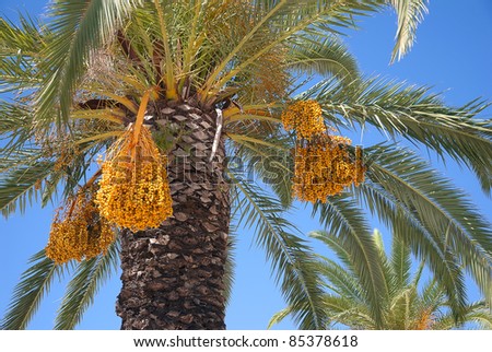Date palm fruit bunches on  blue sky background