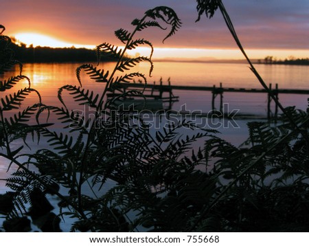 tropical sunset over a river inlet. Fern is focused in foreground.