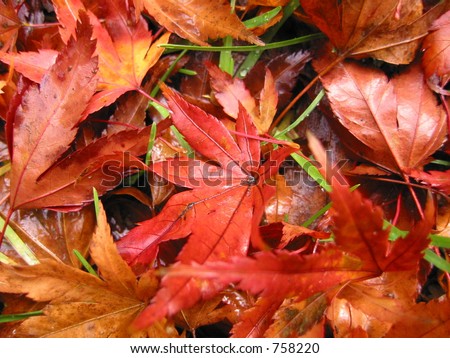 A mix of Chinese Maple and other autumn leaves fallen on the ground at Mt Dandenong, Australia.