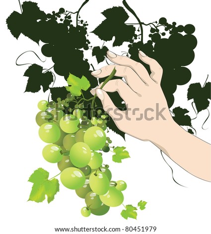 female hand holding a bunch of grapes