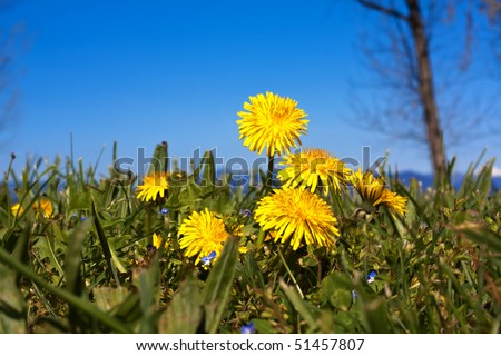 Dandelion meadow with blue sky