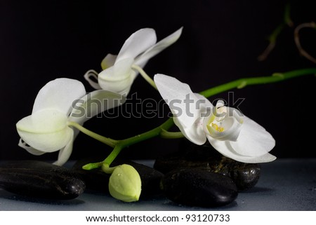 white orchids bloom,with stones and water-drops