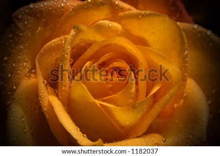 volim narančasto Stock-photo-orange-rose-1182037