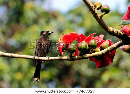A Red-vented Bulbul perched on a Silk-cotton tree with blooming red flowers, out of focus background, copy space