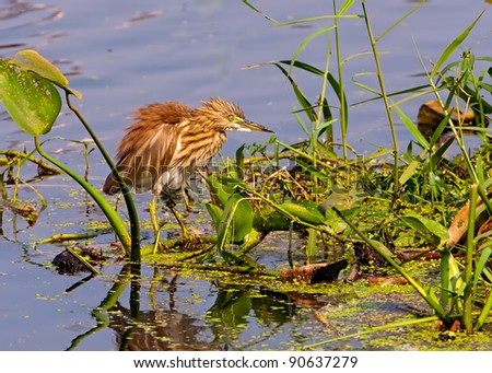 A pond Heron searching food and it's reflection in blue lake water. green water hyacinth, copy space