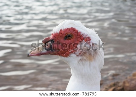 Ugly ducking