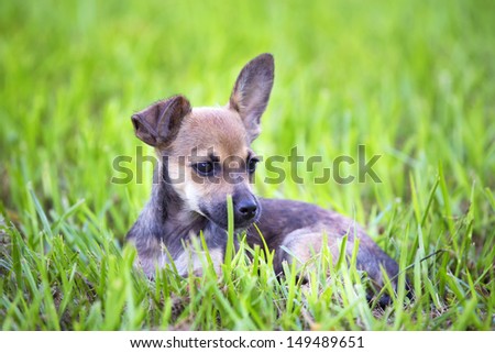 Chihuahua mix puppy with floppy ear, laying in the grass
