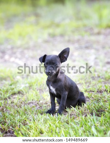 Black chihuahua puppy with floppy ear