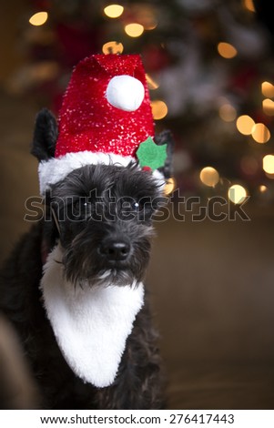 Black schnauzer dog with Santa Elf hat and Christmas lights