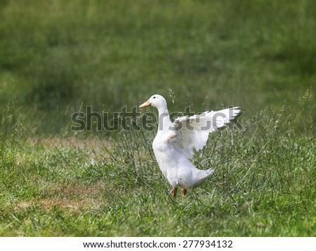 White duck in a green field of grass flapping his wings