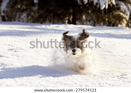 White furry Shih-tzu mix dog jumping through a heavy snow with ears sticking up in the air and a fun and happy expression