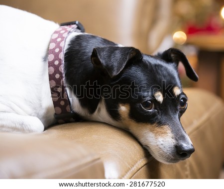 Rat Terrier dog resting on couch with his head hanging over the cushion
