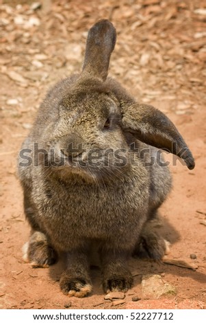 Adorable brown rabbit with floppy ears