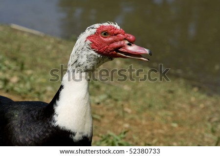 Ugly red faced duck by pond