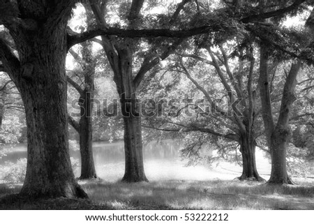 black and white oak tree pictures. stock photo : Black and white