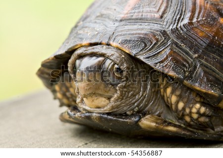Closeup of shy turtle hiding in his shell