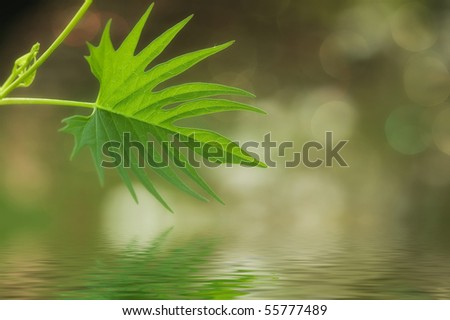 Beautiful tropical leaf reflecting in water in afternoon sunlight