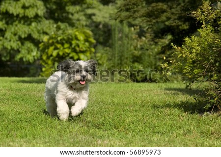 Fluffy white dog with floppy ears running in the yard