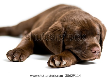 cute yellow labrador puppy. stock photo : Cute Labrador