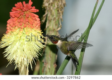 Humming Bird humming at yellow red flower