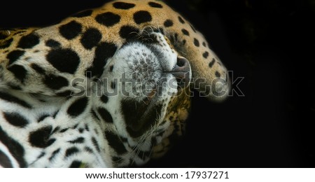 Jaguar with paw over eyes