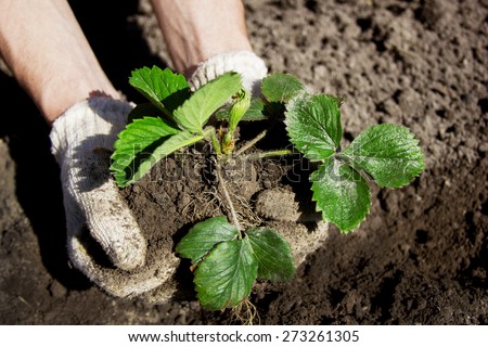 Farmer planting young seedlings of strawberry