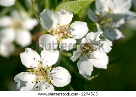 pear blossoms