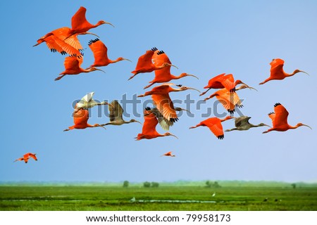 Flock of scarlet and white ibises in flight above green meadow with blue sky background (flying birds) (bids in the sky)