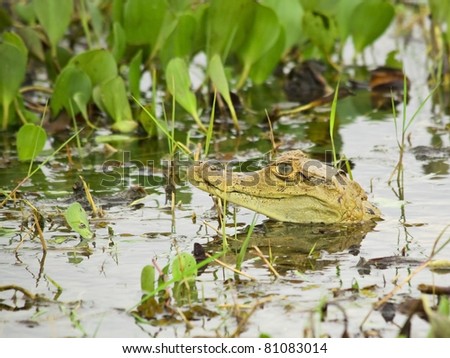 Young Spectacled Caiman showing his head in the swamp