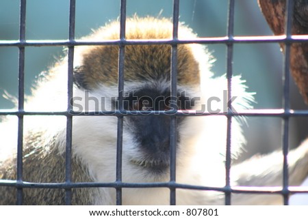 Monkeys Behind Bars