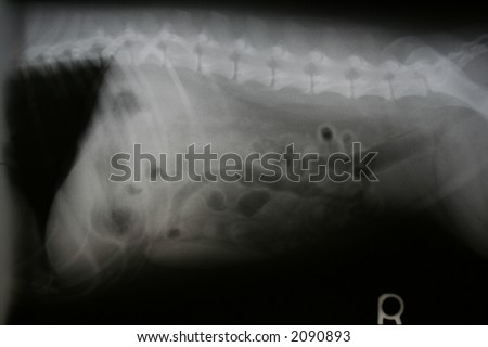 Xray Dog Abdomen Stock Photo 2090893 : Shutterstock