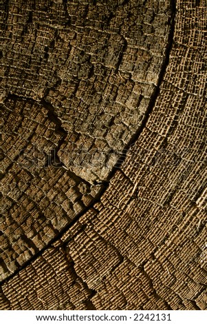 charred stump growth rings of a tree