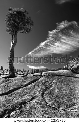 black and white lone pine tree growing in granite crevice in yosemite national park california