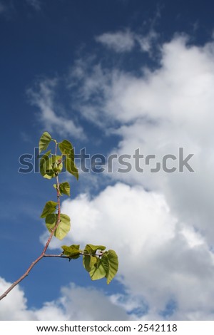 clouds and blue sky in spring with silhouette of birch tree sapling blooming