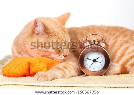Ginger sleeping cat isolated on white background.