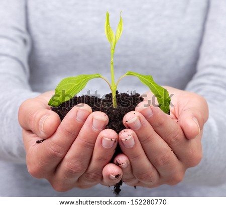 Woman hands with green plant. Growth concept background.