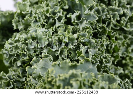 Kale cabbage. Healthy diet and nutrition background.