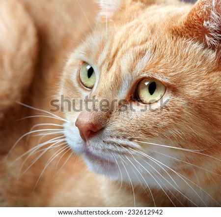 Ginger domestic cat portrait. Animal at home.