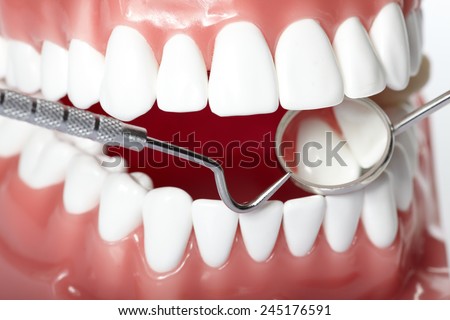 White healthy perfect teeth plastic model. Dental health.